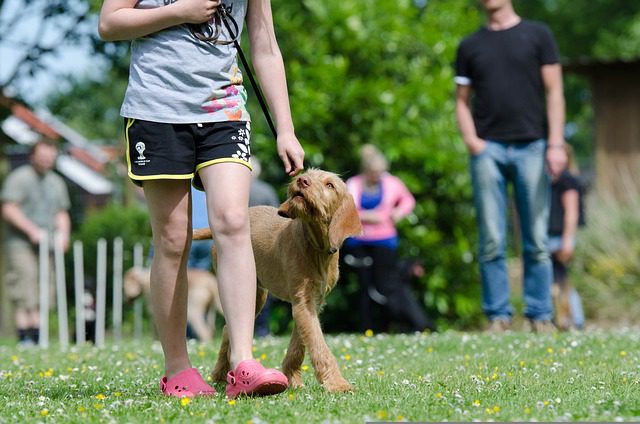 Hunde zu Hause trainieren – das geht!